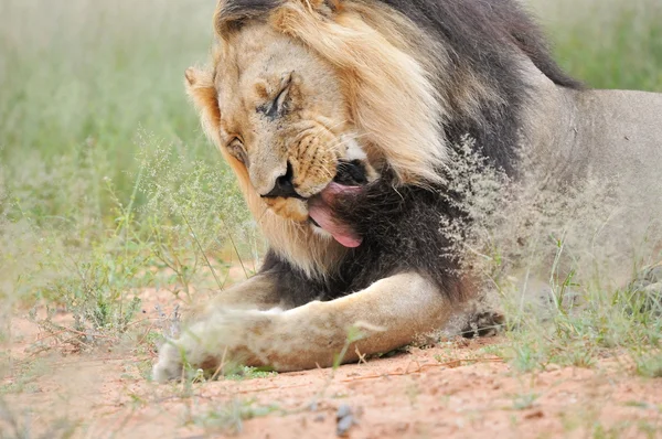 Löwenmännchen in der Kalahari — Stockfoto