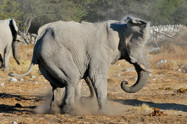 Pelea de elefantes, Parque Nacional Etosha, Namibia — Foto de Stock