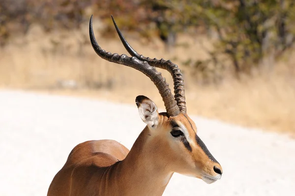 Impala in het etosha national park — Stockfoto