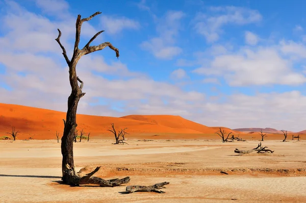 Squelette d'arbre solitaire, Deadvlei, Namibie — Photo