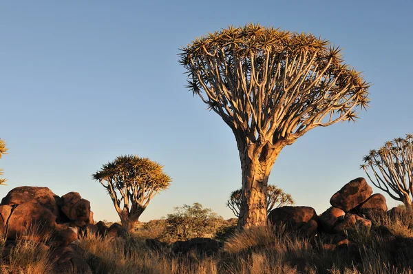 Salida del sol en el bosque del carcaj, Namibia —  Fotos de Stock