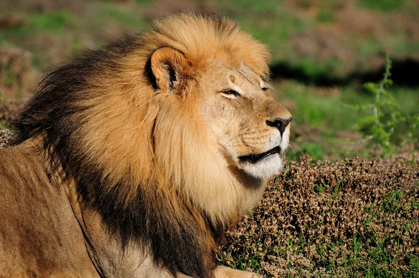 Um leão Kalahari, Panthera leo, no Par Nacional do Elefante Addo — Fotografia de Stock