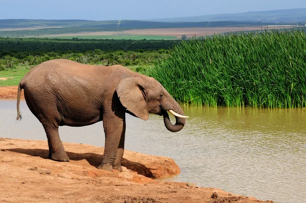 Agua potable para elefantes en la presa Harpoor —  Fotos de Stock