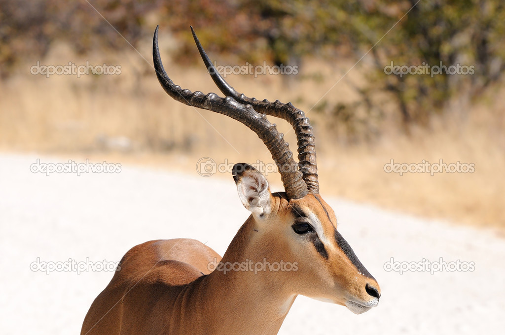 Impala in the Etosha National Park