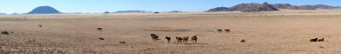 Vahşi atlar namib Panoraması