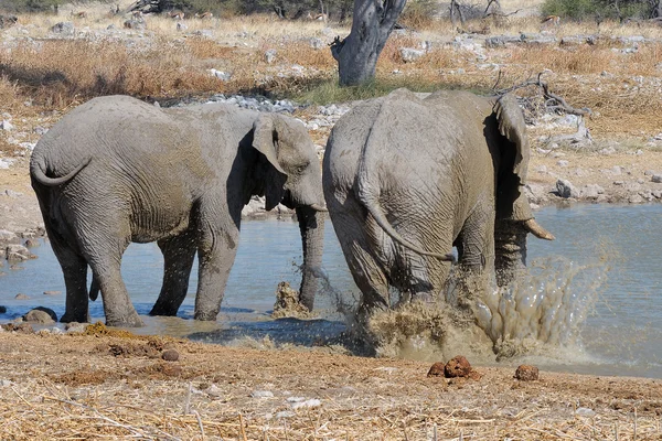 Baño de lodo elefante, Parque Nacional Etosha, Namibia —  Fotos de Stock