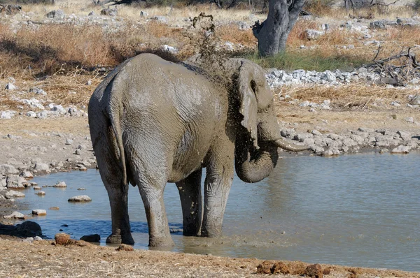 Slon bahenní lázeň, národní park etosha, Namibie — Stock fotografie