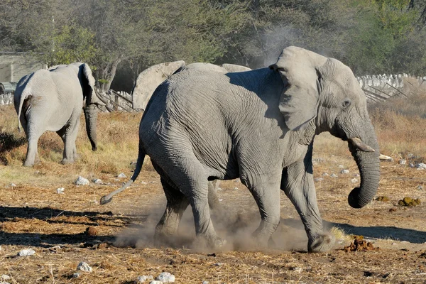 Elephant squabble, Etosha National park, Namibia — Stock Photo, Image