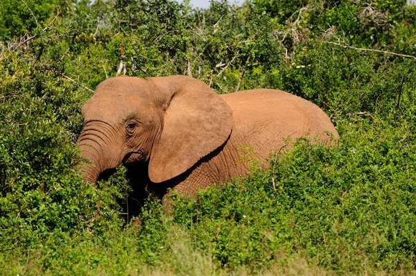 Elefante, Parque Nacional del Elefante Addo, Sudáfrica — Foto de Stock