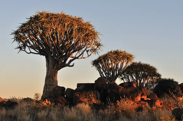 Zonsopgang op het quiver tree forest, Namibië — Stockfoto