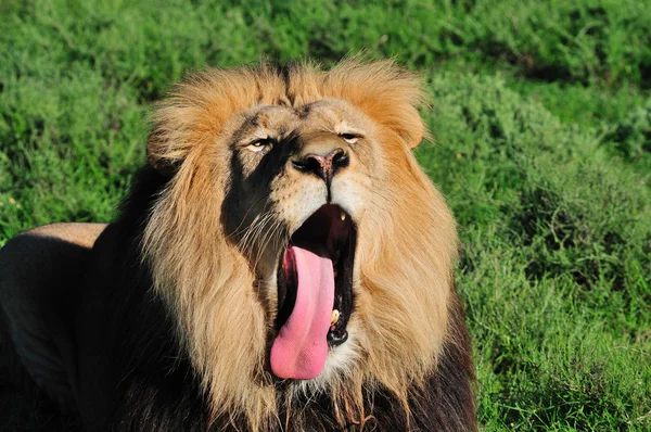 Un lion du Kalahari, Panthera leo, dans l'Addo Elephant National Par — Photo