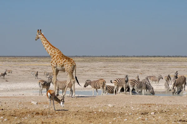 长颈鹿、 跳羚、 斑马 — 图库照片
