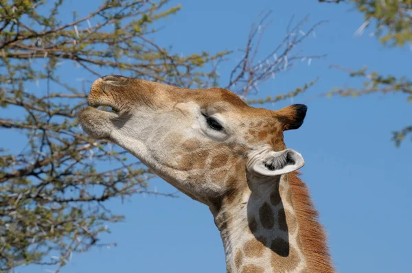 Giraffen äta — Stockfoto