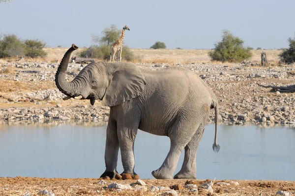 Zürafa ve fil komik poz — Stok fotoğraf