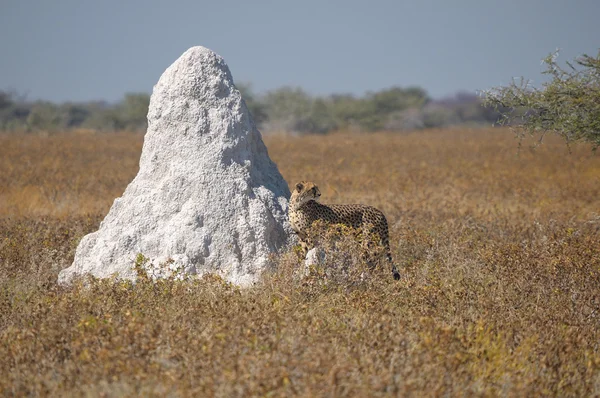 Un guepardo en el Parque Nacional Etosha — Foto de Stock