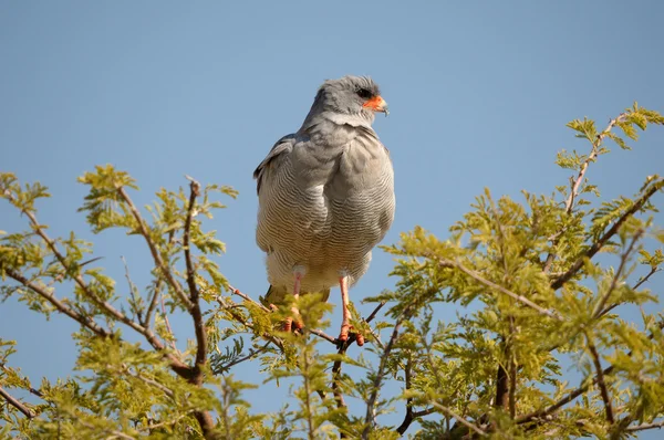 Pallido canto meridionale Goshawk, Melierax canorus — Foto Stock