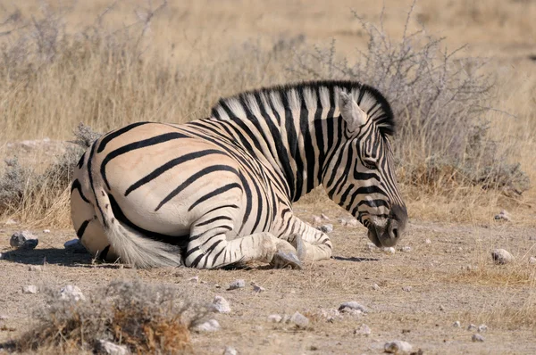 Zebra fekve, Etosha, Namíbia — Stock Fotó
