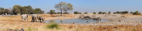 Okaukeujo wasserloch panorama 2 — Stockfoto