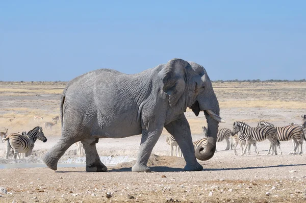 Slon, NP Etosha, Namibie — Stock fotografie