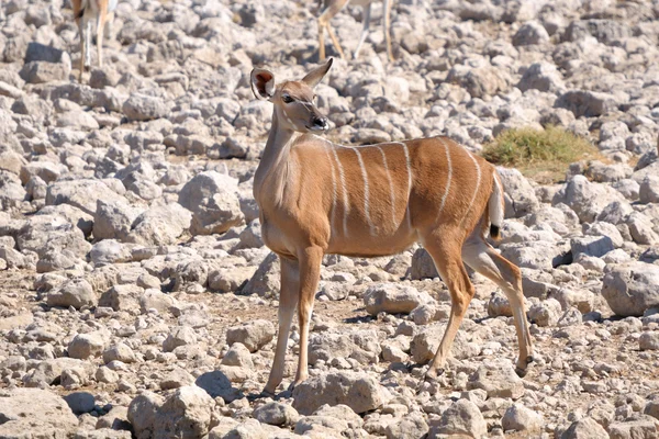 Vache du Grand Kudu — Photo