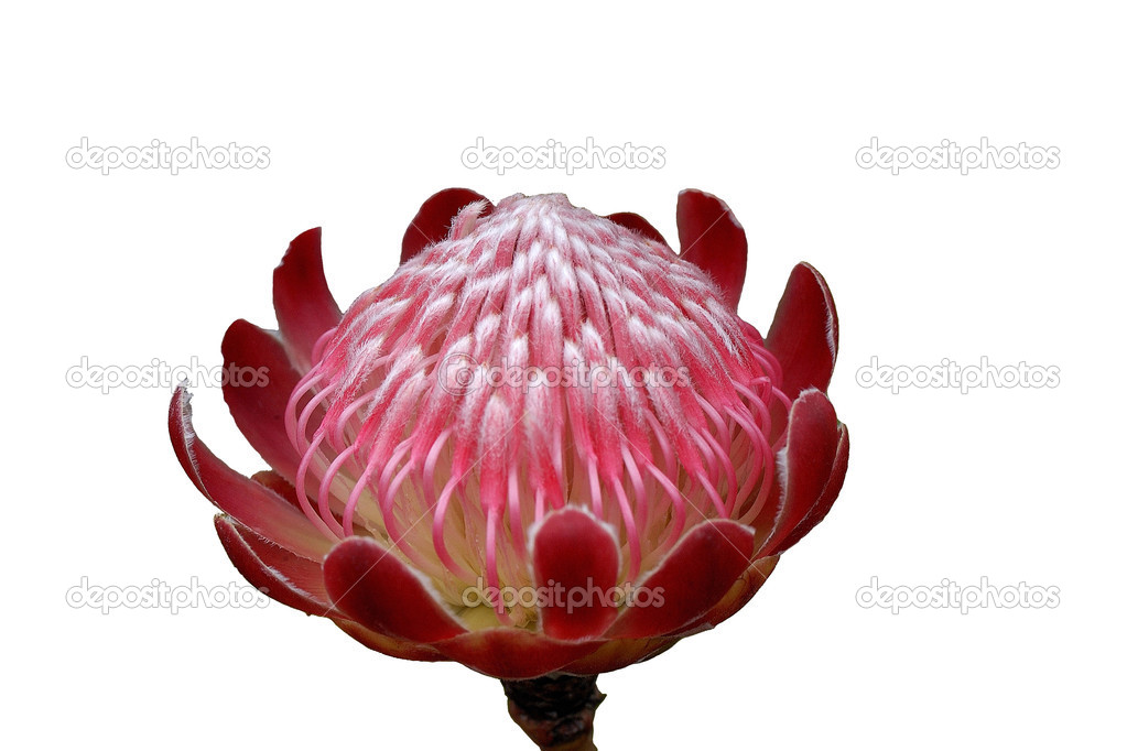 Common Sugerbush Protea, isolated on white