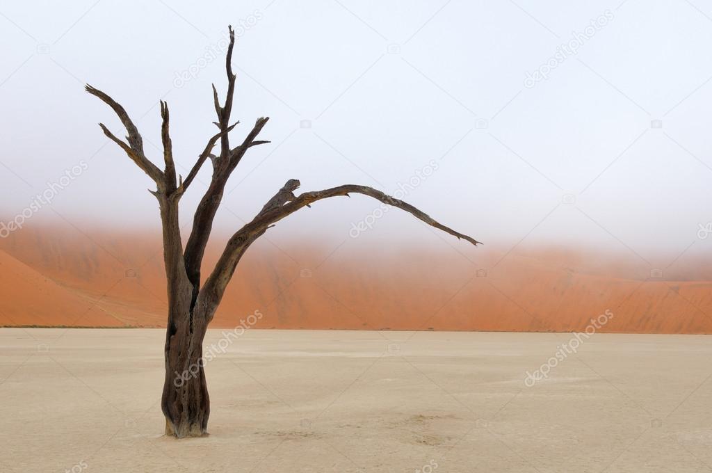 Tree skeleton, Deadvlei, Namibia
