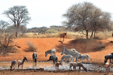 Mavi manda, zebra ve tsessebe