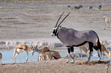 Orix (Gemsbok) ve Springboks