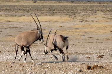 Orix (Gemsbok) mücadele
