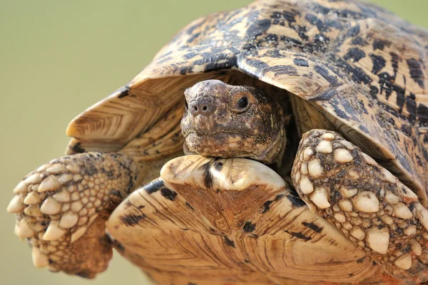 Leopardenschildkröte — Stockfoto