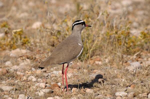 Crowned Lapwing — Stock Photo, Image