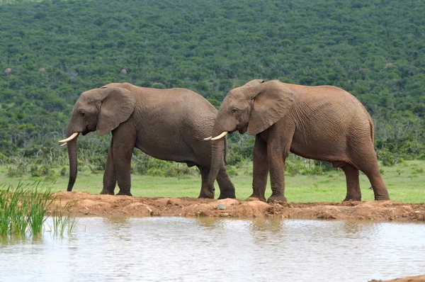 Elefantes, Parque Nacional de Elefantes Addo, Sudáfrica — Foto de Stock