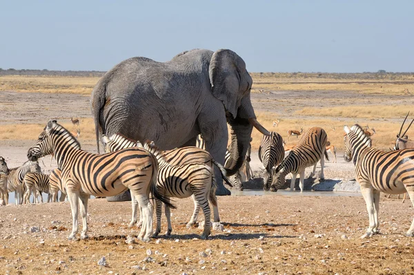 Elefante e zebras — Fotografia de Stock
