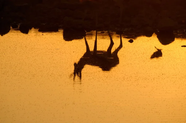 Reflexão de um Springbok no Parque Nacional de Etosha — Fotografia de Stock