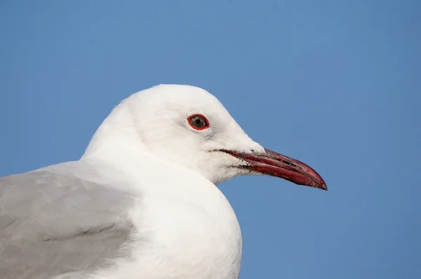 Grey-headed Gull — Stock Photo, Image