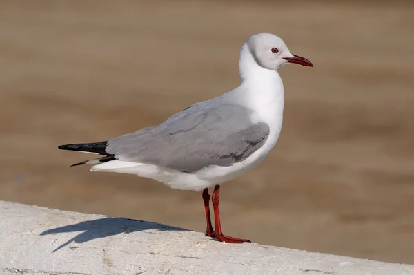 Grijs-headed gull — Stockfoto