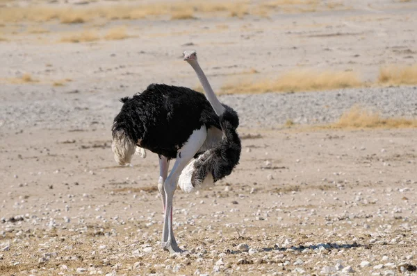 Male Ostrich — Stock Photo, Image