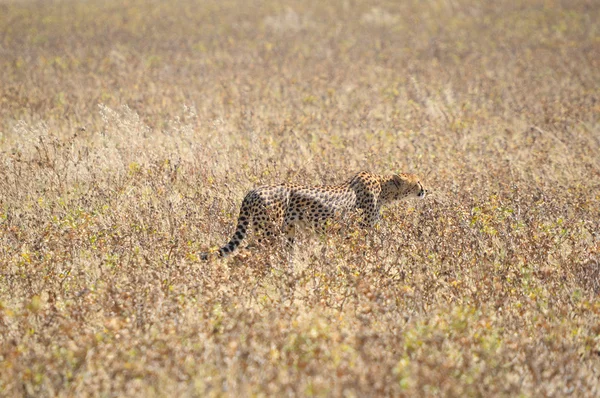 A gepárd a Etosha Nemzeti Park 2 — Stock Fotó