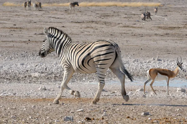 Zebra koşma, etkin, Namibya — Stok fotoğraf