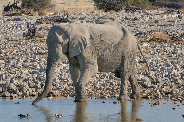 Acqua potabile elefante — Foto Stock