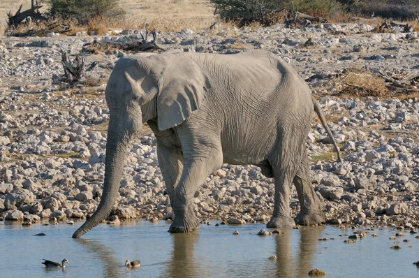 Olifant drinkwater — Stockfoto