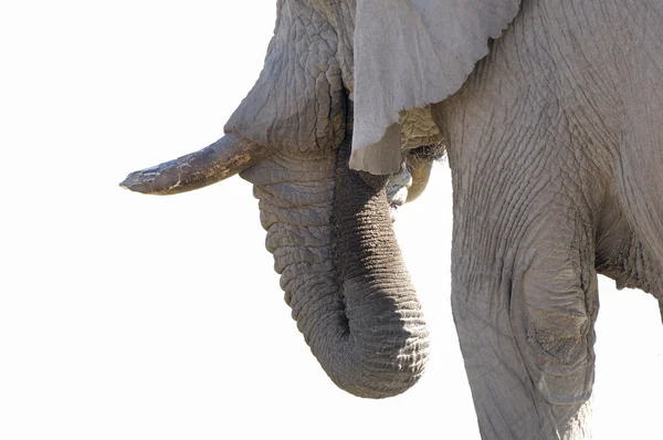 Elefante isolado em branco — Fotografia de Stock