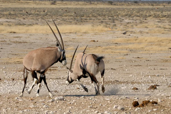 Боротьба антилопа (Gemsbok) — стокове фото