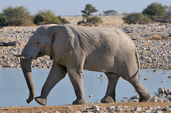 Olifant lopen 2 — Stockfoto