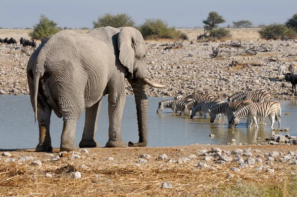 Elefante e zebras — Fotografia de Stock