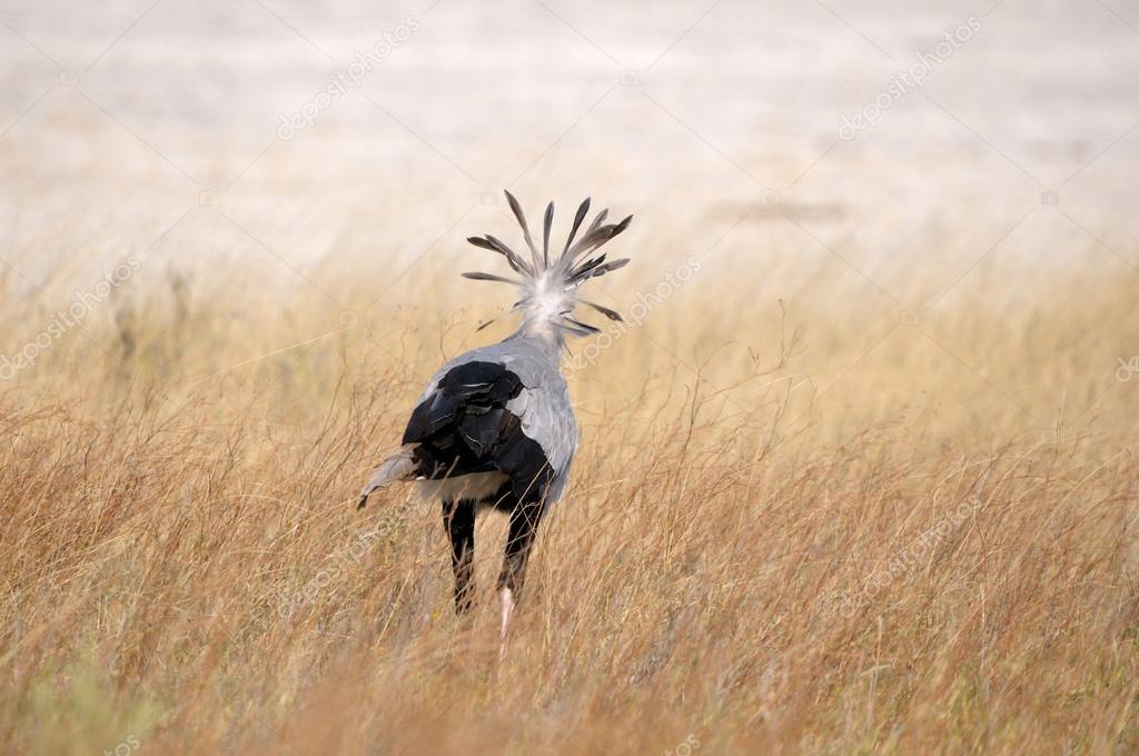 Secretary Bird, Etosha National Park