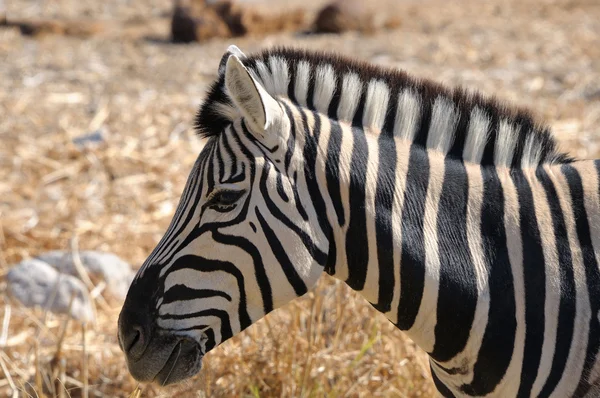 Zebra, Etosha, Namibia — Stock Photo, Image