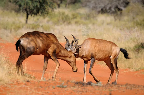 Red hartebeest lucha —  Fotos de Stock