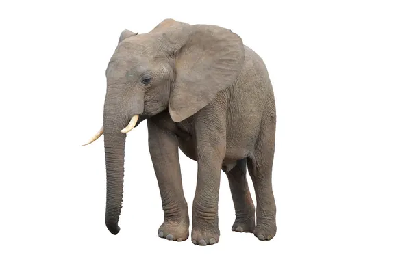 Elefante aislado en blanco — Foto de Stock