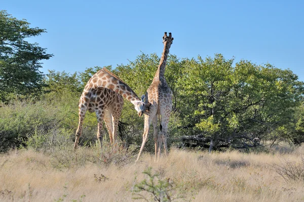 Deux tête butting girafes — Photo
